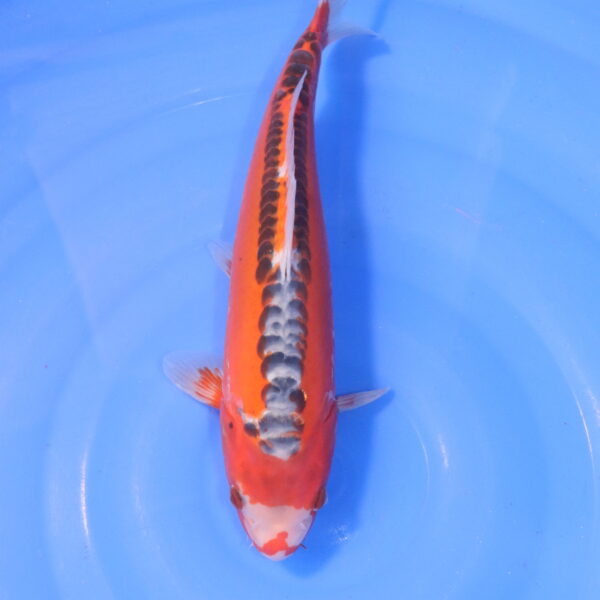 Carpe koi Shusui – Hi Shusui 31cm (5017)