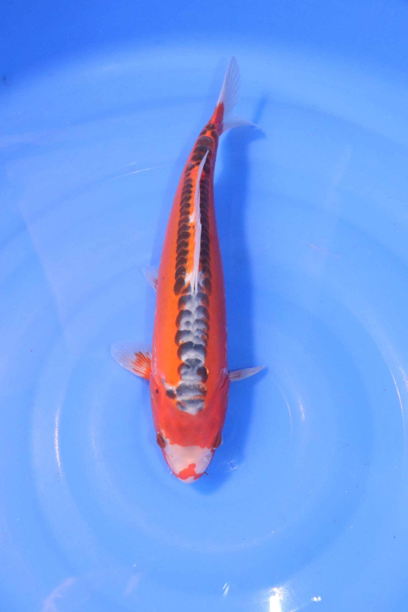 Carpe koi japonaise Hi Shusui 5017