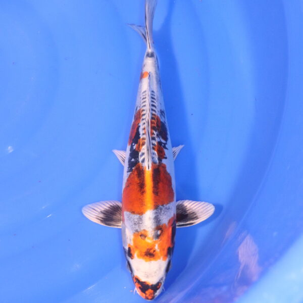 Carpe koi Beni Kikokuryu – Beni Kikokuryu 34cm (5020)