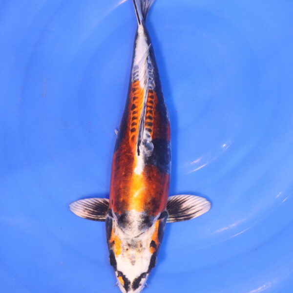 Carpe koi Beni Kikokuryu – Beni kikokuryu 40cm (5021)