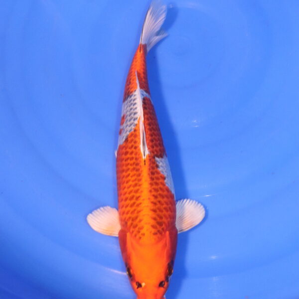 Carpe koi Kujaku – Kujaku 36cm (5023)