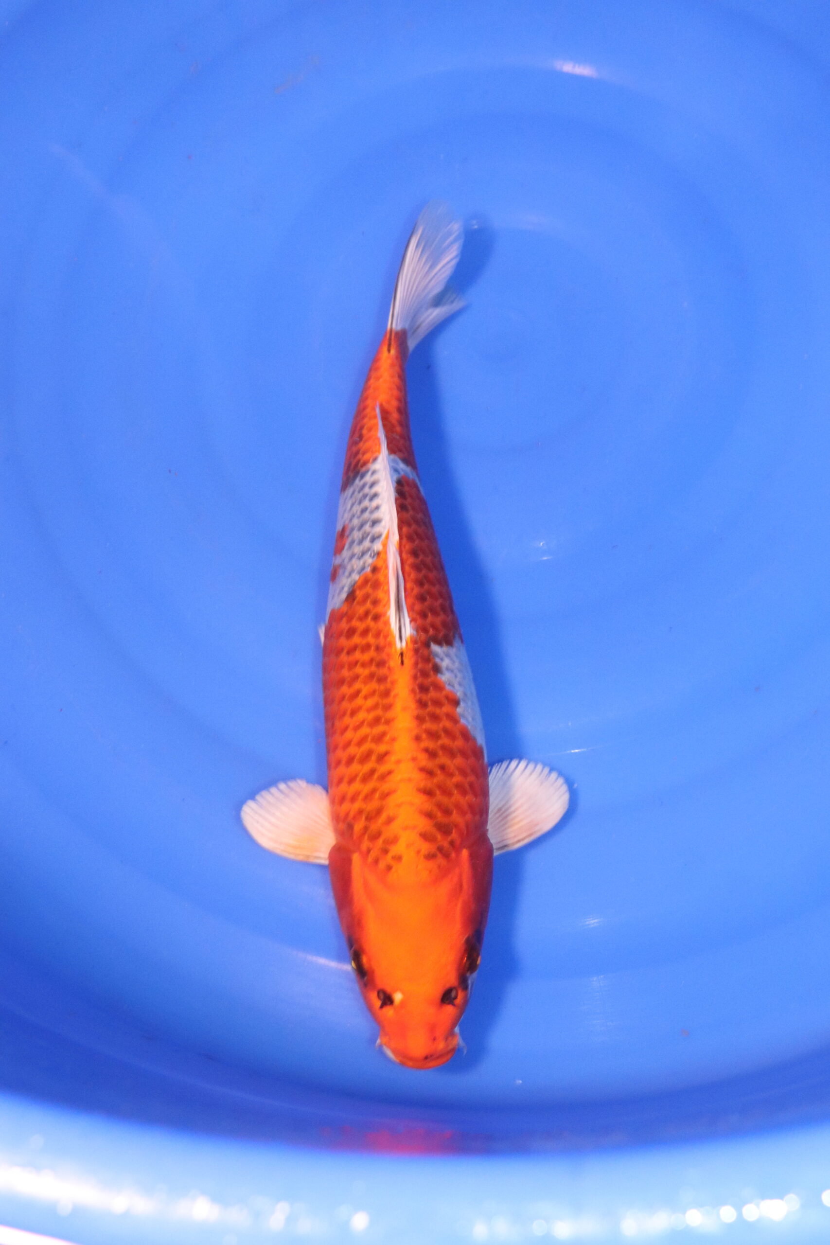 Carpe koi japonaise kujaku 5023