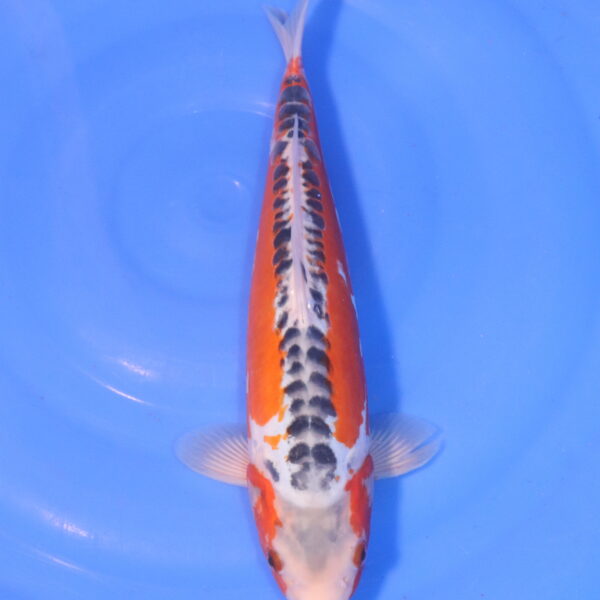 Carpe koi Shusui – Shusui 34cm (5026)