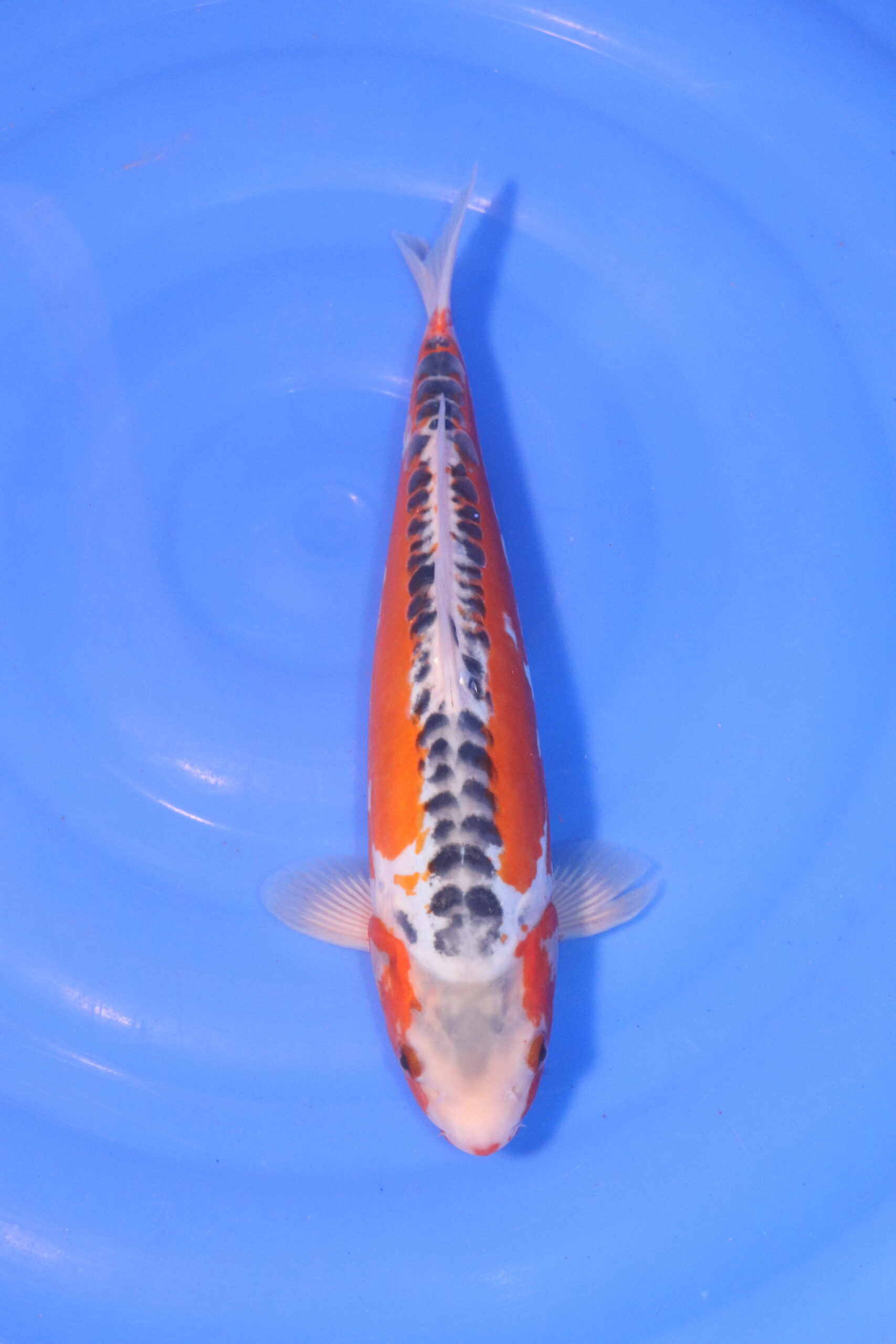 Carpe koi japonaise Shusui 5026