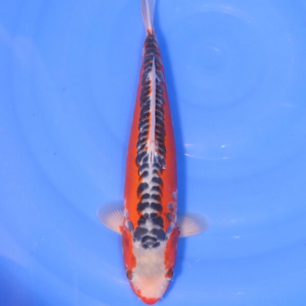 Carpe koi Shusui – Hi Shusui 34cm (5028)