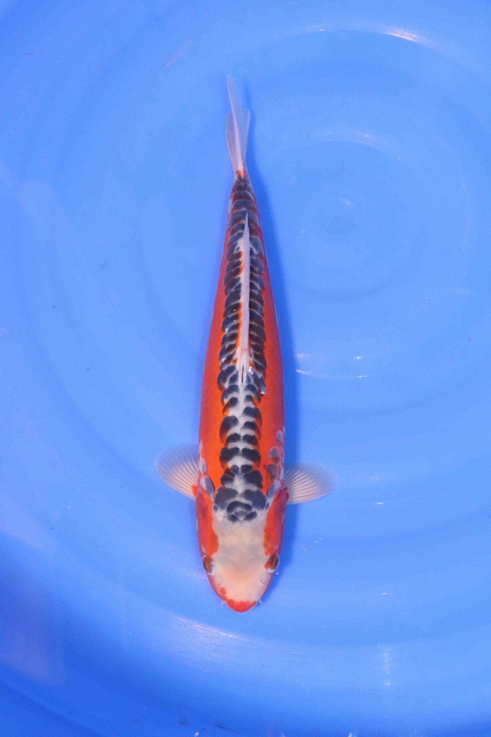 Carpe koi japonaise Hi Shusui (5028)