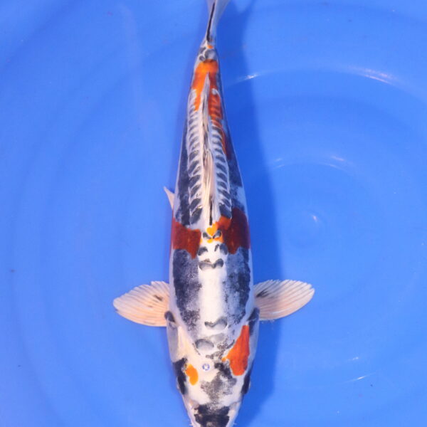 Carpe koi Beni Kikokuryu – Beni Kikokuryu 36cm (5032)