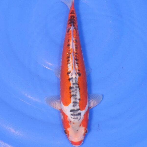 Carpe koi Shusui – Hi Shusui 34cm (5034)