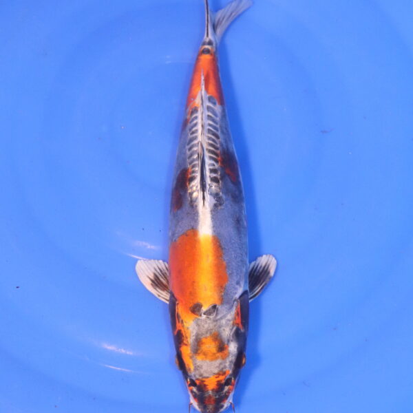 Carpe koi Beni Kikokuryu – Beni kikokuryu 35cm (5035)
