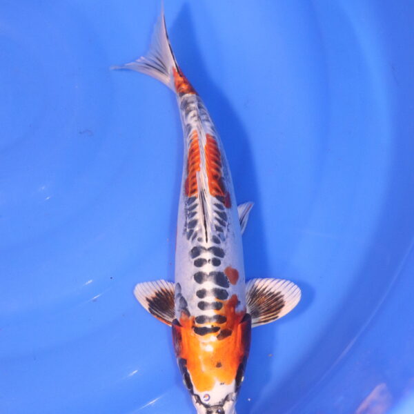 Carpe koi Beni Kikokuryu – Beni kikokuryu 34cm (5037)