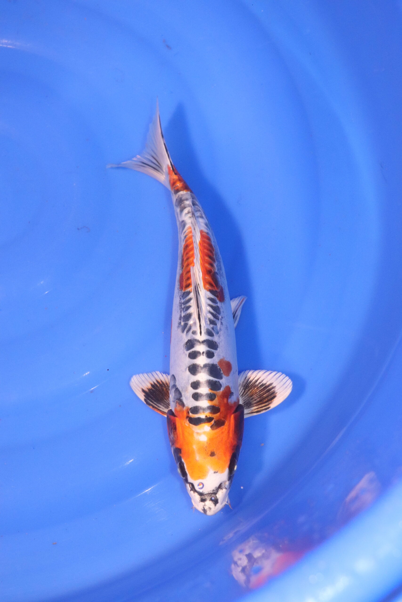 Carpe koi japonaise beni kikokuryu 5037