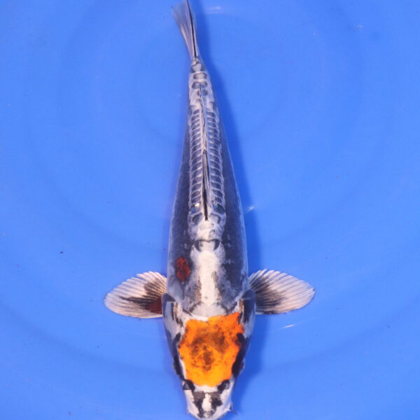 Carpe koi Beni Kikokuryu – Maruten Beni Kikokuryu 32cm (5040)