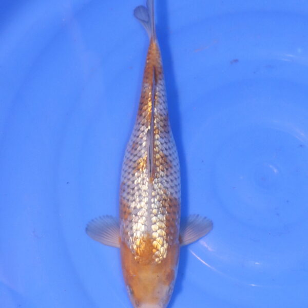 Carpe koi Ochiba – Ochiba Ginrin 35cm (5042)