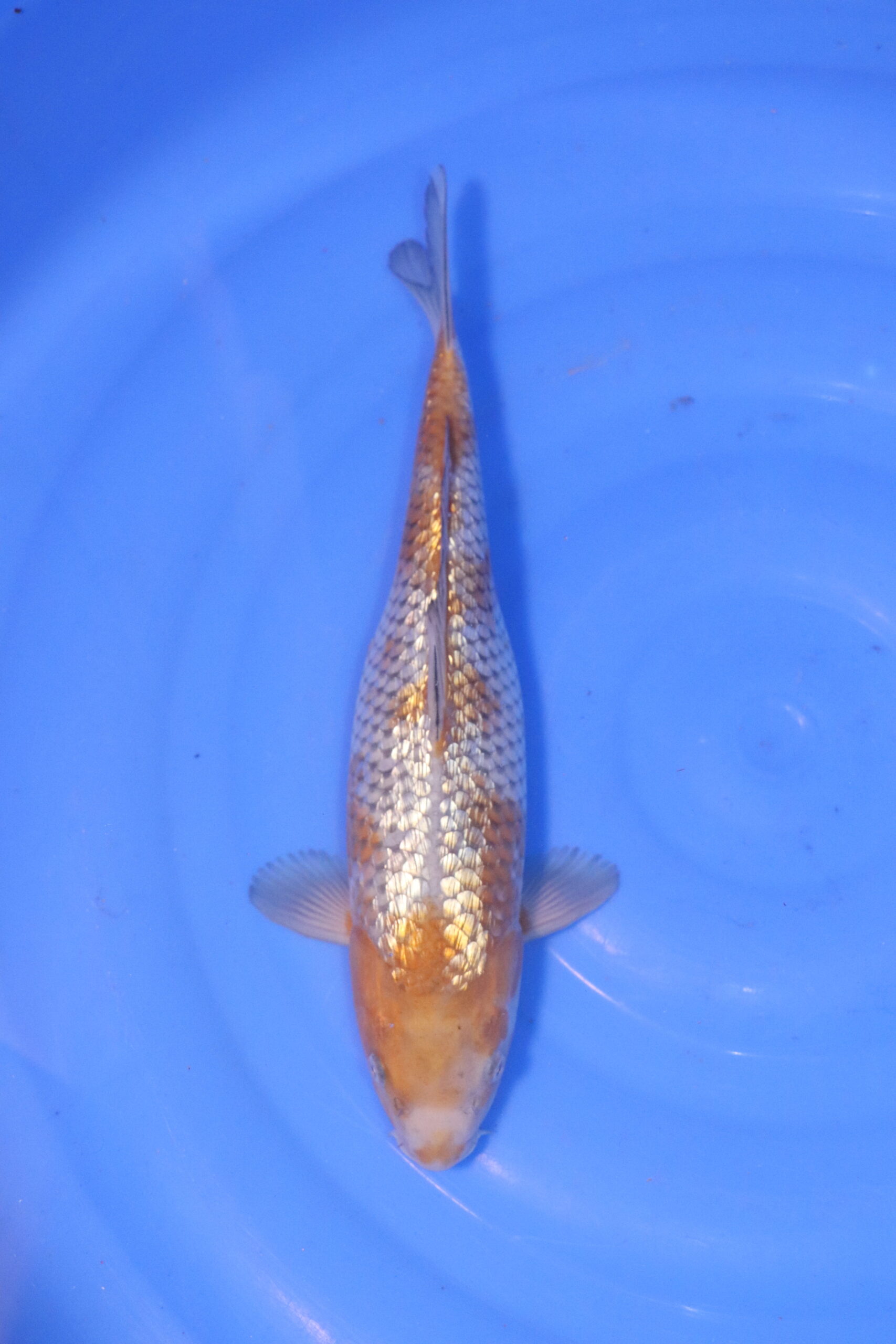 carpe koi japonaise ochiba ginrin 5042