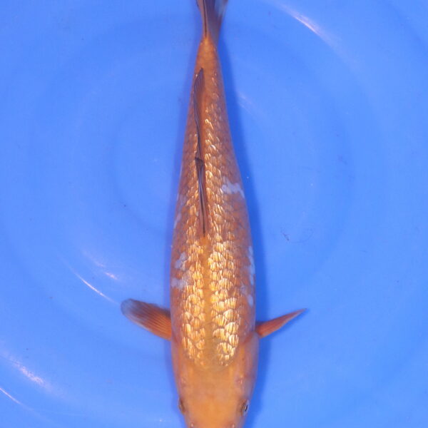 Carpe koi Ochiba – Ochiba Ginrin 34cm (5044)