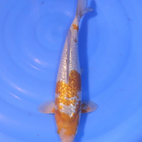 Carpe koi Ochiba – Ochiba Ginrin 37cm (5047)