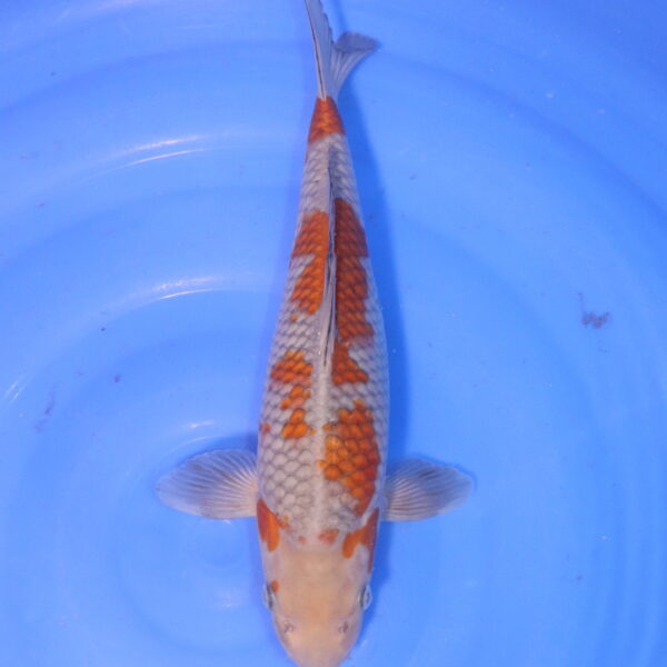 Carpe koi Ochiba – Ochiba 36cm (5048)