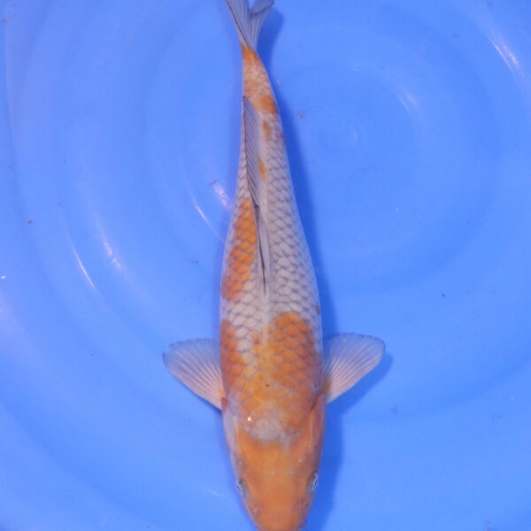 Carpe koi Ochiba – Ochiba 37cm (5050)