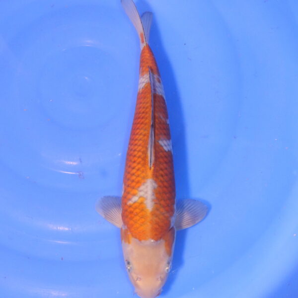 Carpe koi Ochiba – Ochiba 35cm (5054)