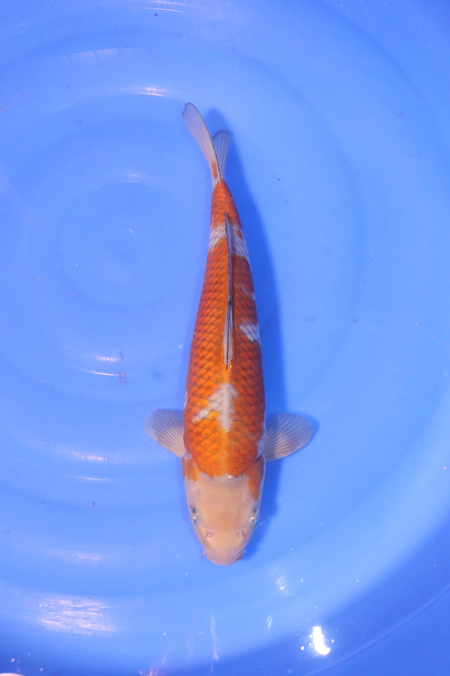 carpe koi japonaise Ochiba 5054