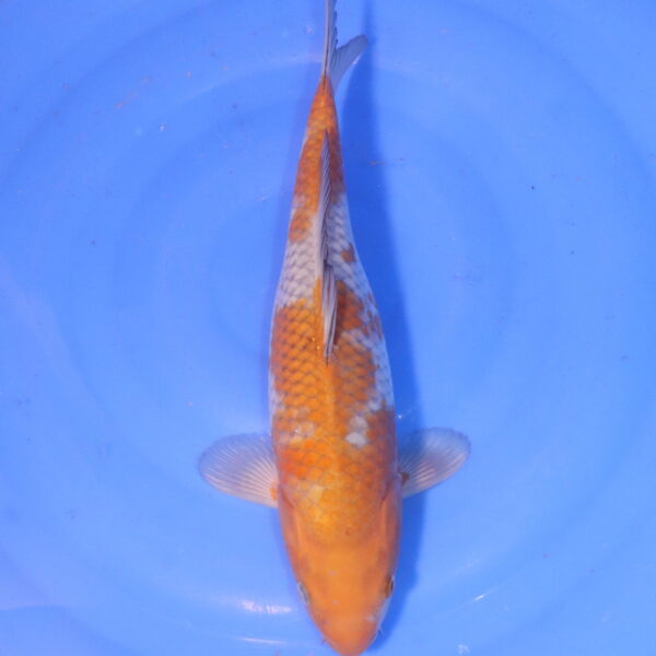 Carpe koi Ochiba – Ochiba 35cm (5059)