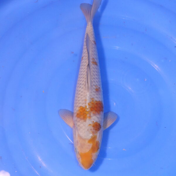 Carpe koi Ochiba – Ochiba 34cm (5062)