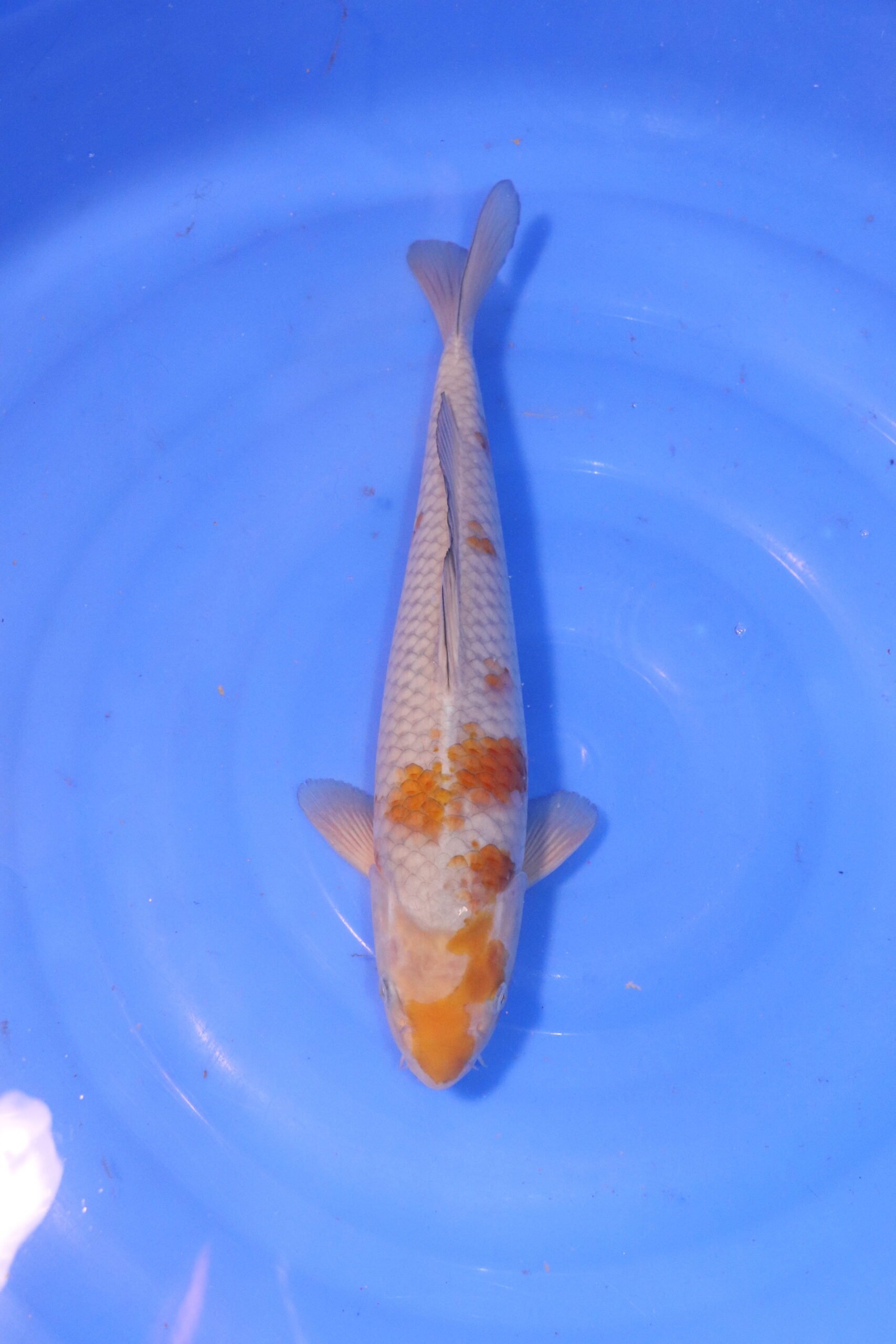 carpe koi japonaise ochiba 5062