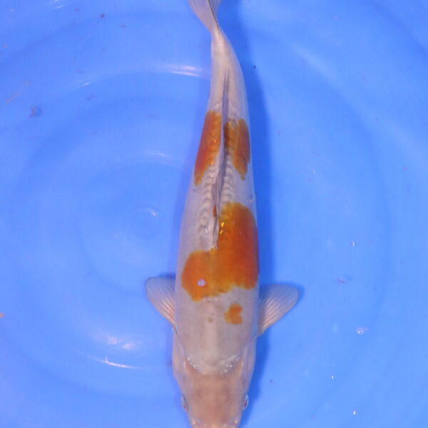 Carpe koi Ochiba – Ochiba Doisu 39cm (5064)