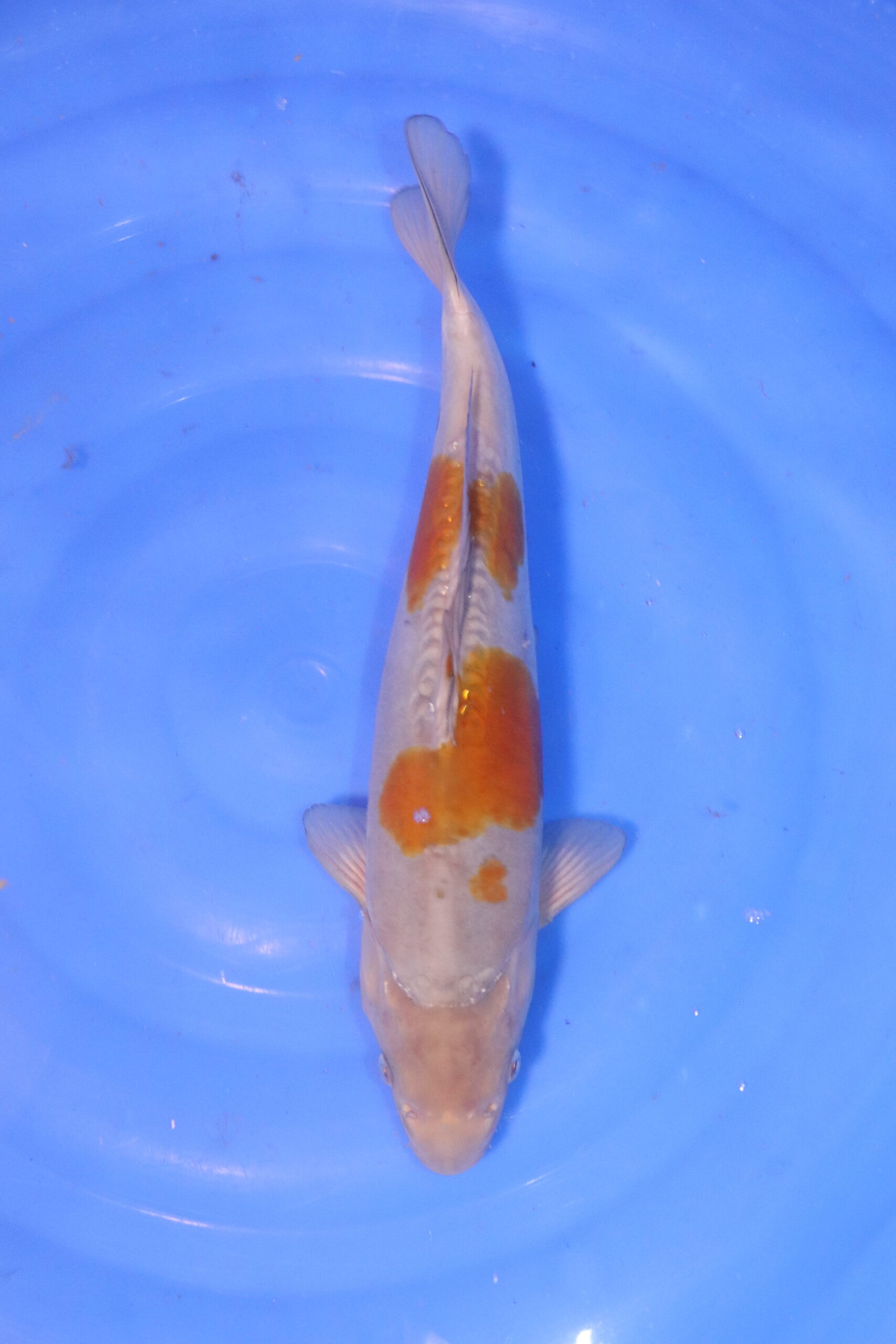 carpe koi japonaise ochiba 5064
