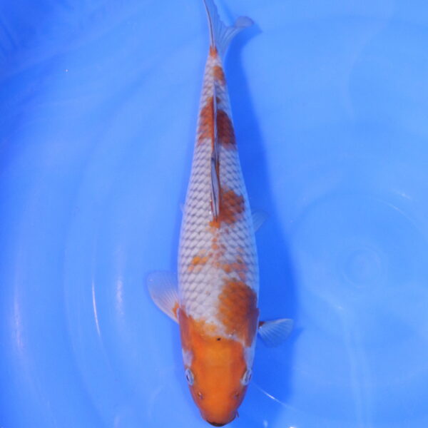 Carpe koi Ochiba – Ochiba 32cm (5068)