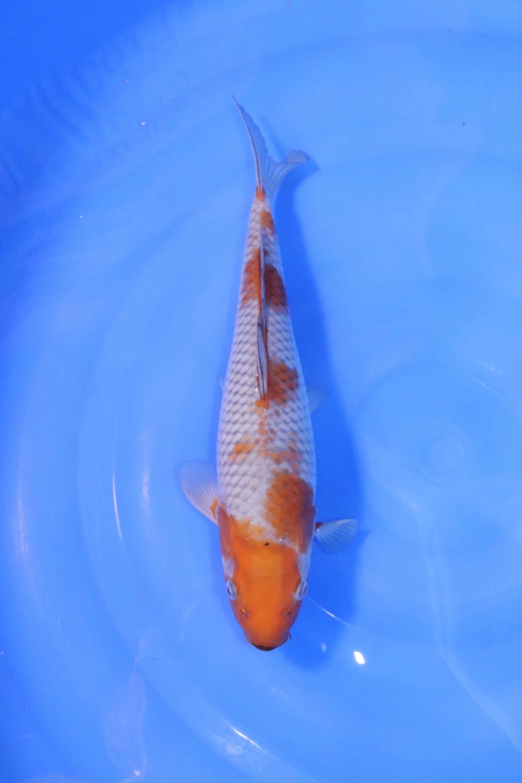 carpe koi japonaise ochiba doitsu 5068