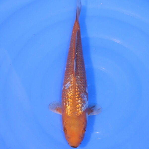 Carpe koi Ochiba – Ochiba Ginrin 36cm (5078)