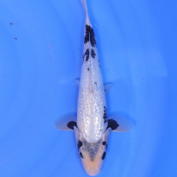 Carpe koi Matsukawabake – Matsukawabake Ginrin 28cm (5088)