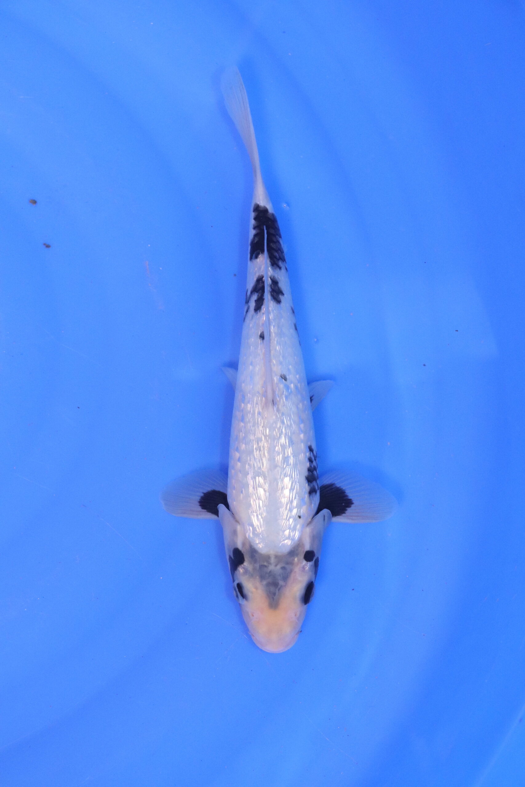 carpe koi japonaise matsukawabake ginrin 5088