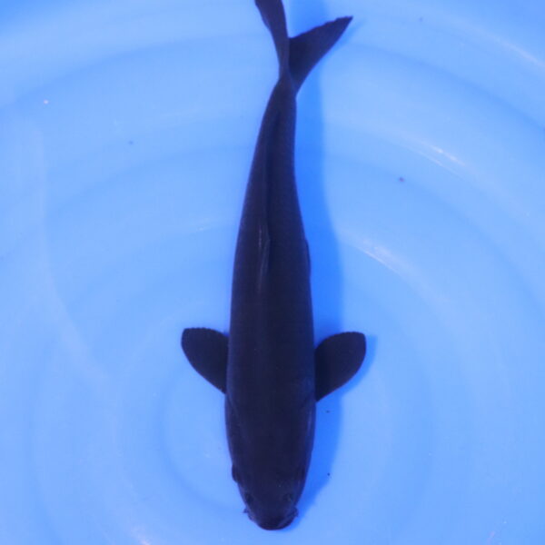 Carpe koi Karasugoi – Karasugoi 38cm (5099)