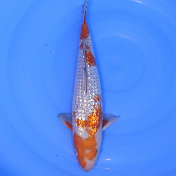 Carpe koi Ochiba – Ochiba Ginrin 33cm (5103)