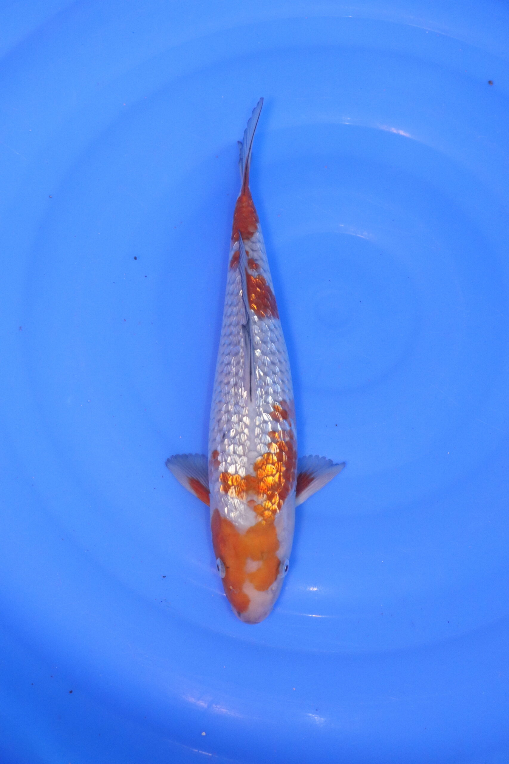 carpe koi japonaise ochiba ginrin 5103
