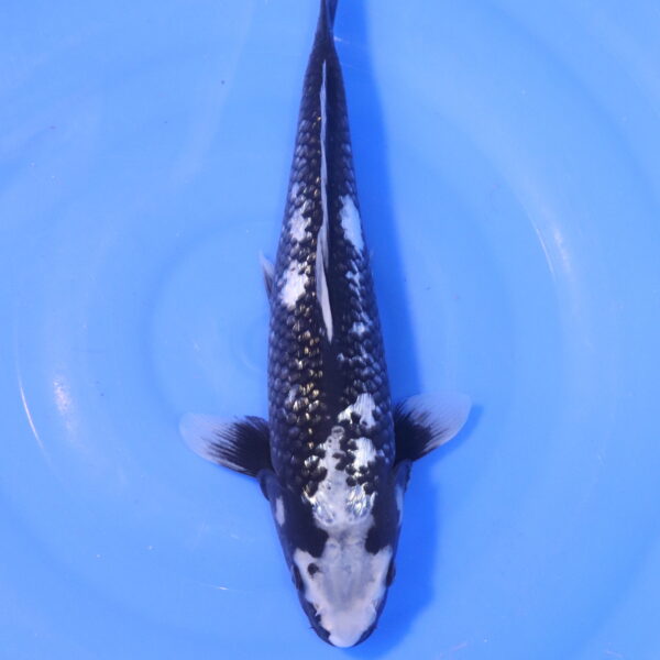 Carpe koi Matsukawabake – Matsukawabake Ginrin 34cm (5106)