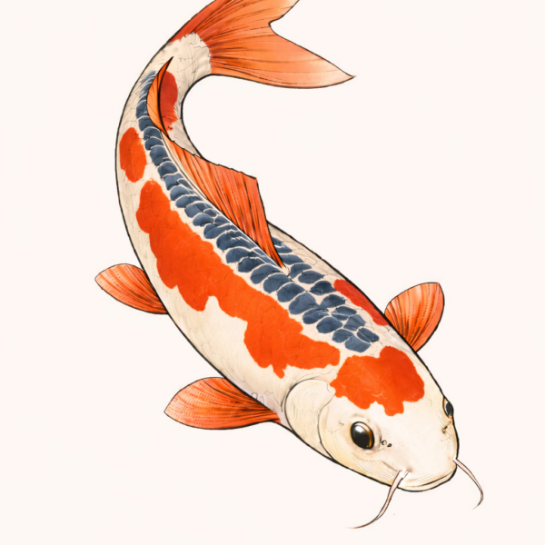 carpe koi japonaise illustration shusui