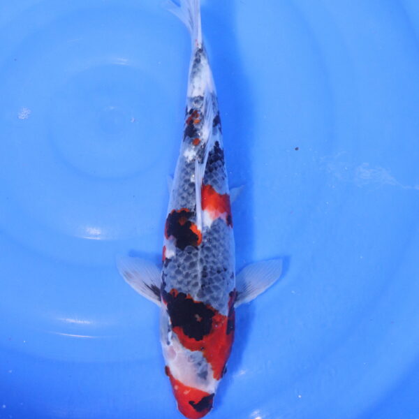 Carpe koi Showa – Boke Showa 39cm (5112)