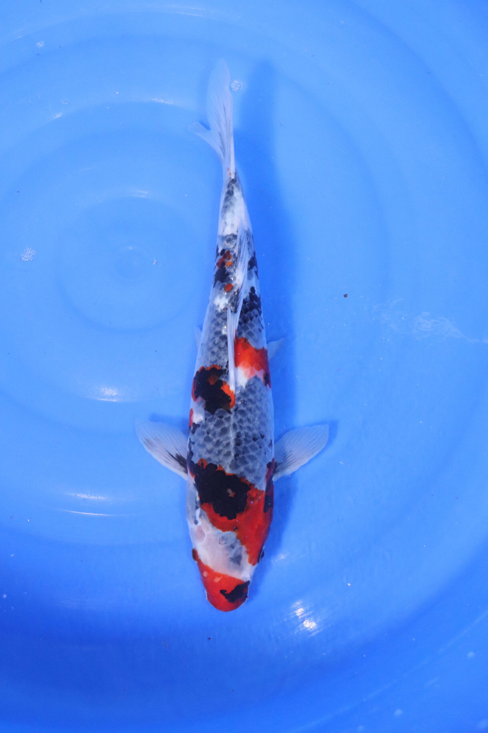 carpe koi japonaise showa 5112