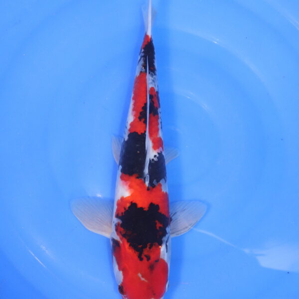 Carpe koi Showa – Showa 37cm (5115)