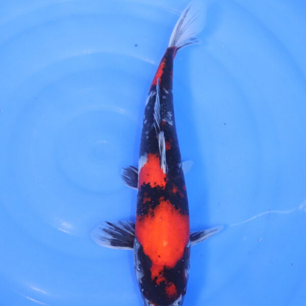 Carpe koi Showa – Showa 40cm (5117)