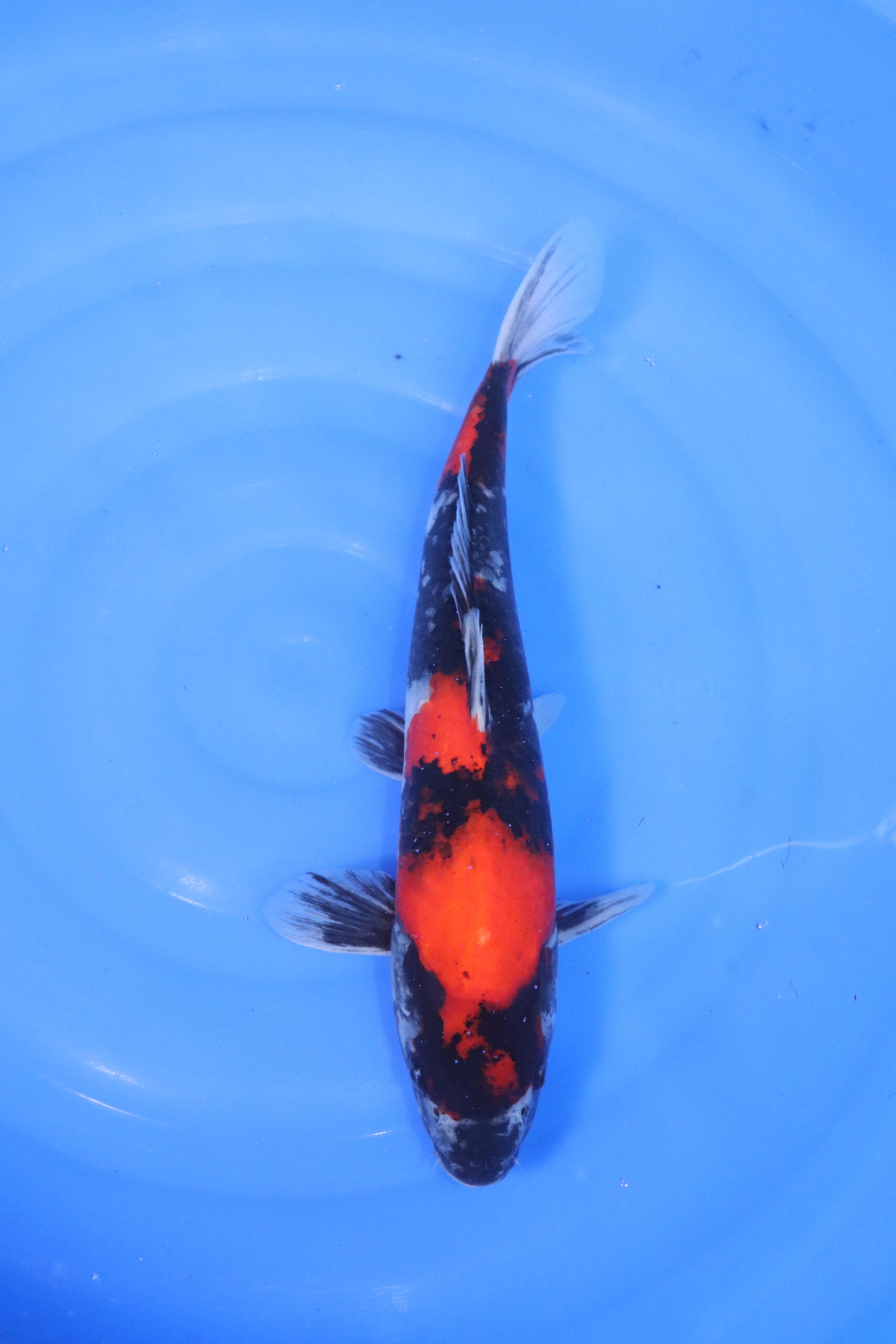 carpe koi japonaise showa 5117