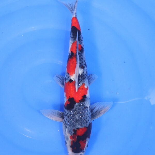 Carpe koi Showa – Showa Ginrin 36cm (5118)
