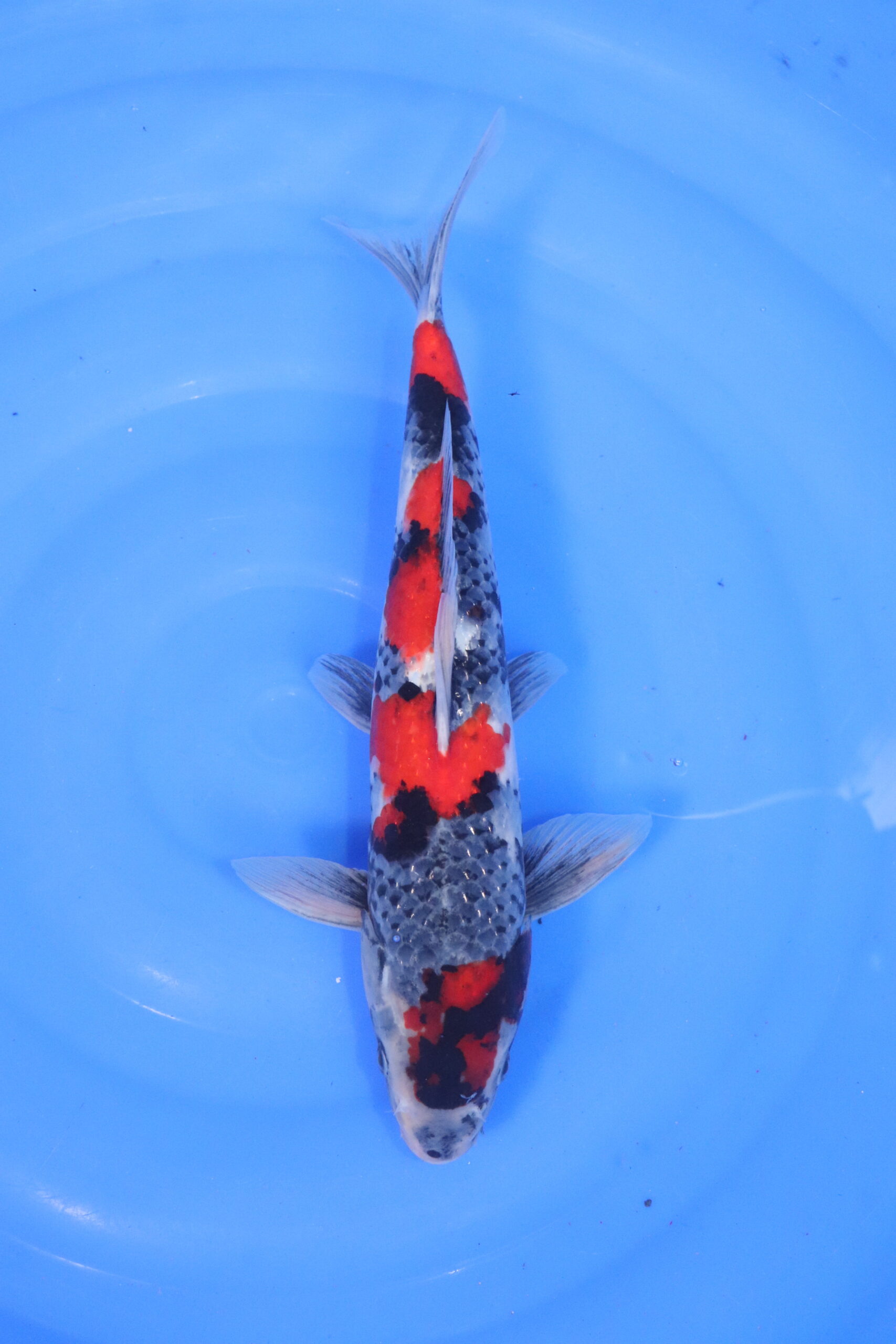 carpe koi japonaise showa ginrin 5118