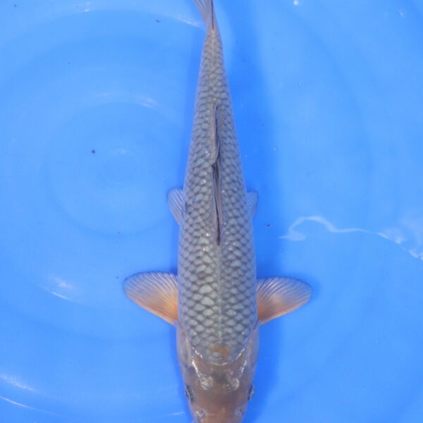 Carpe koi Soragoi – Soragoi 37cm (5120)