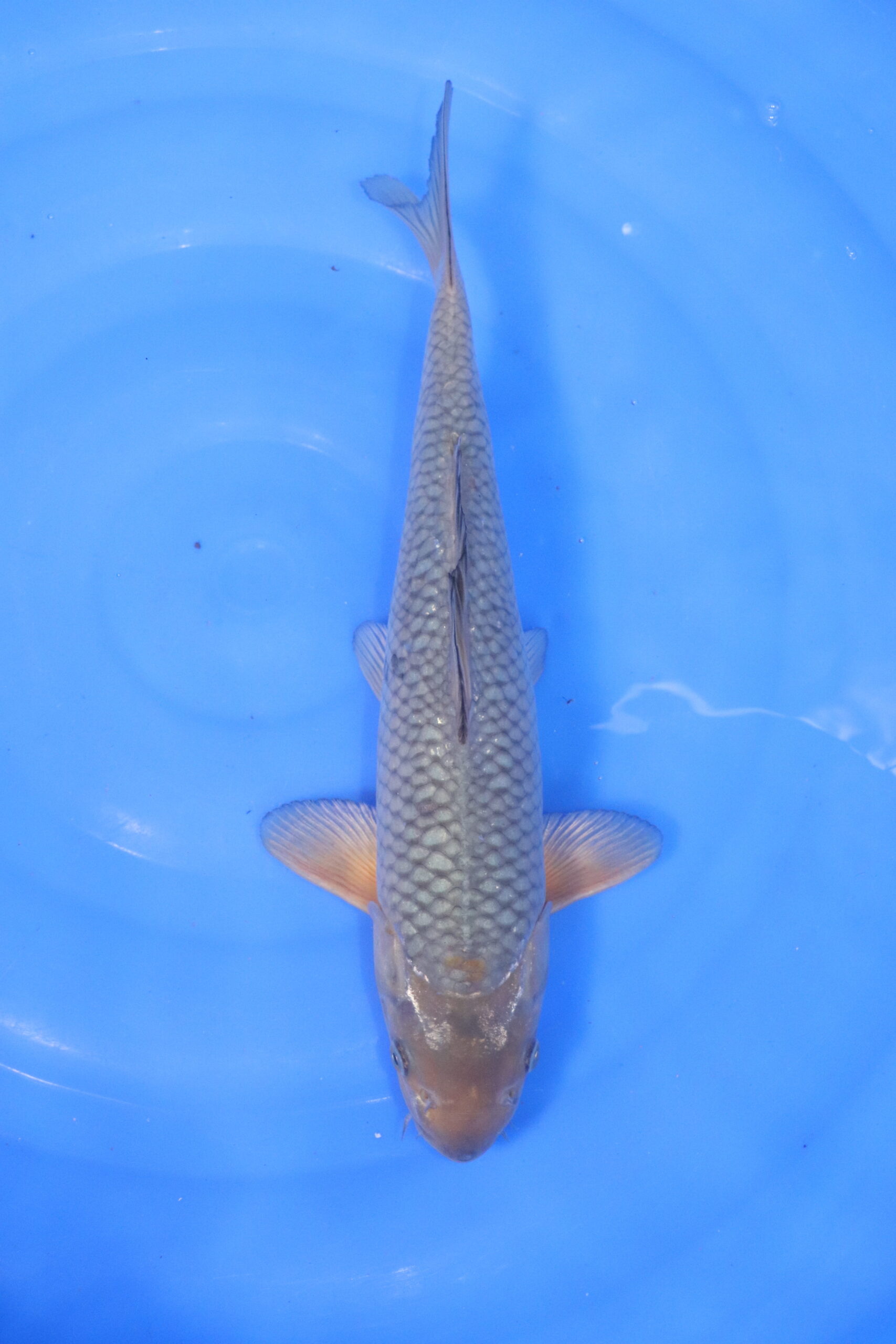 Carpe koi japonaise soragoi 5120