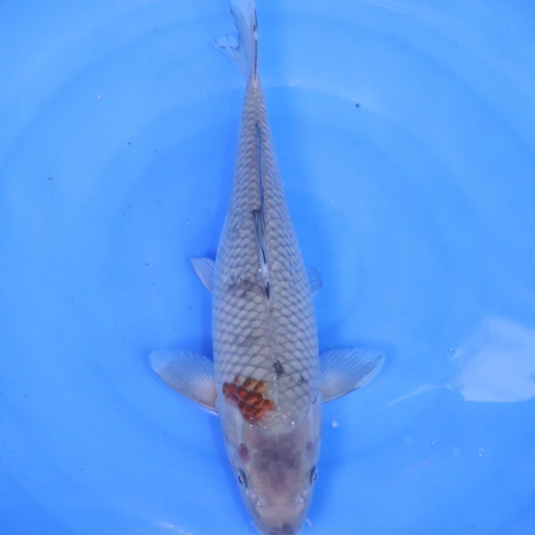 Carpe koi Ochiba – Ochiba 37cm (5123)