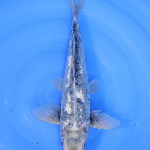 Carpe koi Matsukawabake – Matsukawabake 44cm (5126)